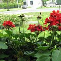 pelargonie