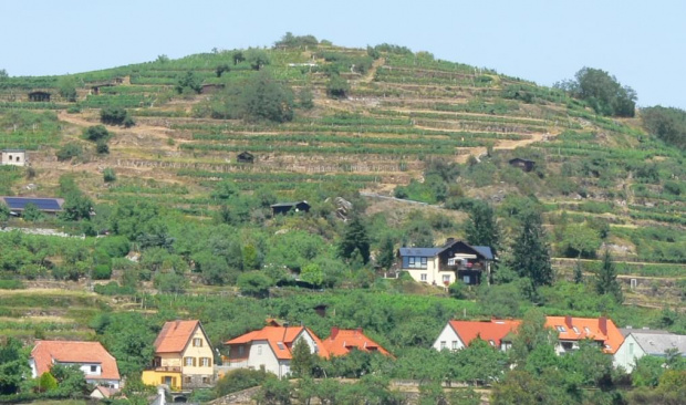Austria, uprawa winorośli ok. Krems nad Dunajem. #winnice