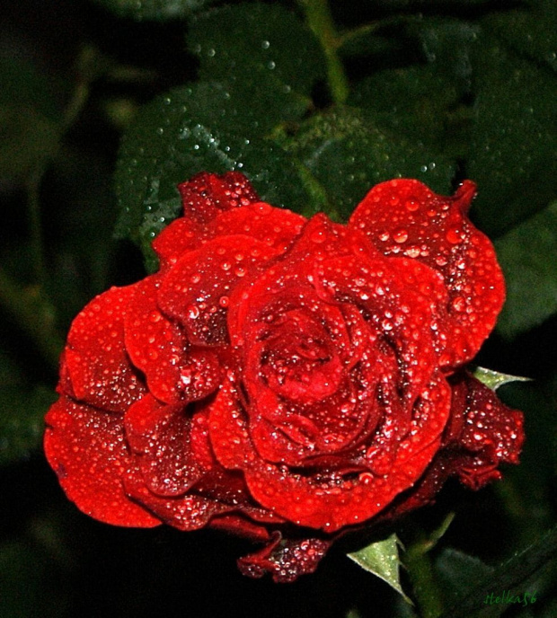 dla PATUSI - MALAPATI5 - urodzinowe 100 LAT !!! #róże #kwiaty #ogród #życzenia