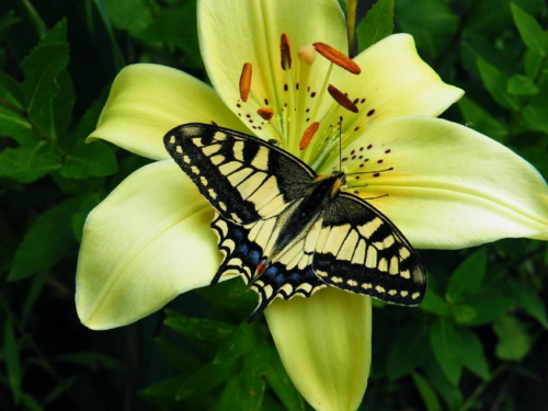 #motyl #owad #cebulowe #kwiat #lilia