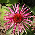 Echinacea 'Pica Bella'