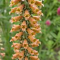 Digitalis parviflora