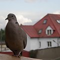 'Moja' synogarlica na balkonie #ptaki #synogarkica #przyroda #natura #fauna