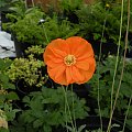 Papaver atlanticum