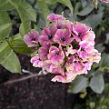 Phlox paniculata 'Sherbert Cocktail'