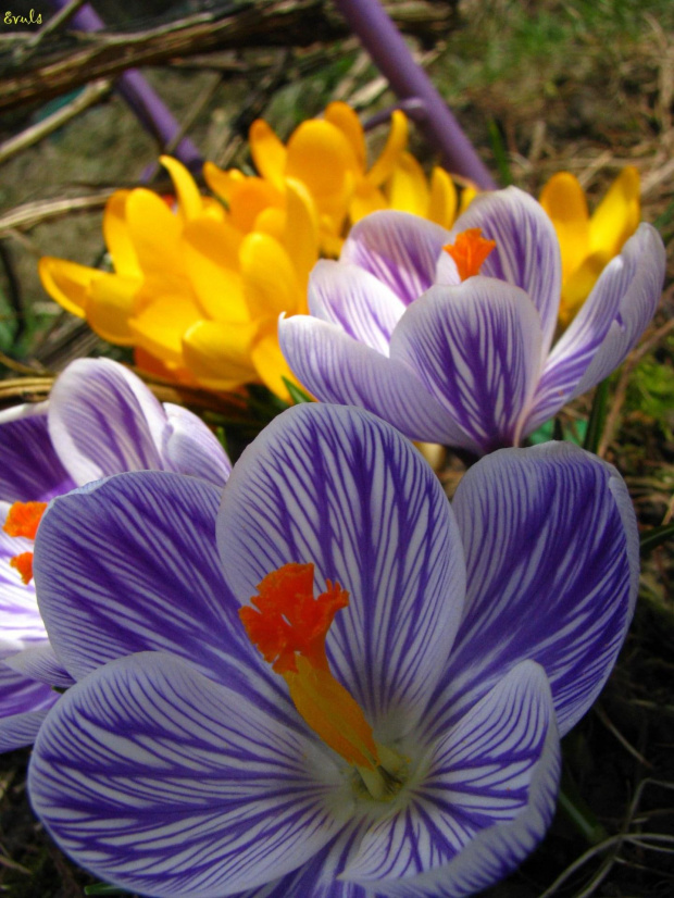 Zawitała do mnie wiosna :))) #wiosna #kwiaty #krokusy