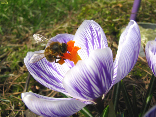 Zawitała do mnie wiosna :))) #wiosna #pszczoła #kwiaty #kwiatki #krokusy
