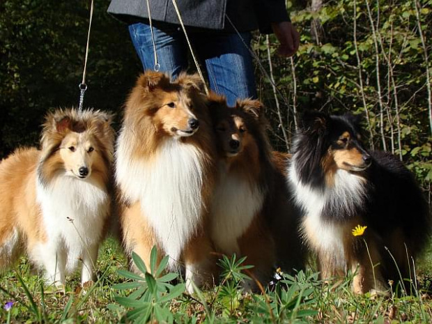 Diabelskie Rozdroże
od lewej Christina,Adox,Silje i Dejzi.Owczarek szetlandzki,sheltie.