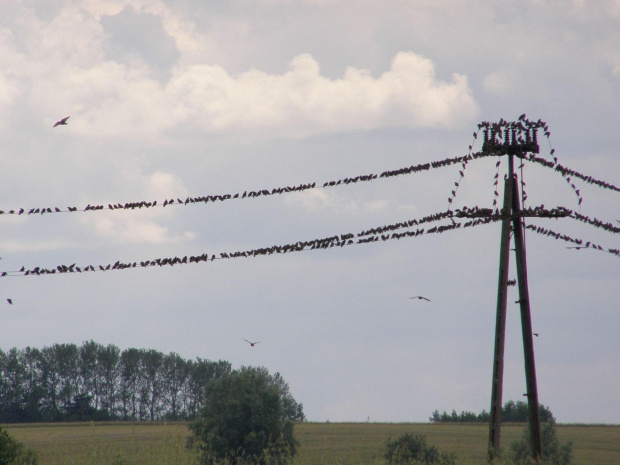 Szpakomania w szpakolandii :)