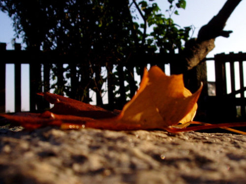 żółty jesienny liść..;) #liść #jesień #płot