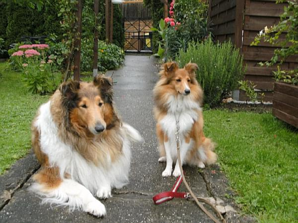 Charlota Diabelskie Rozdroże w nowym domku.Owczarek szetlandzki ,sheltie.