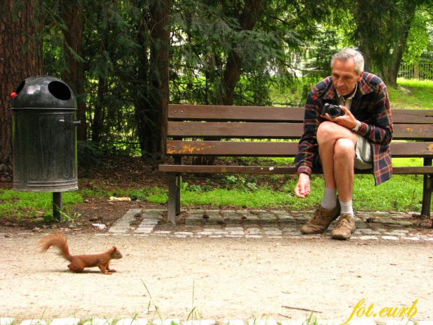 polowanie na rudą