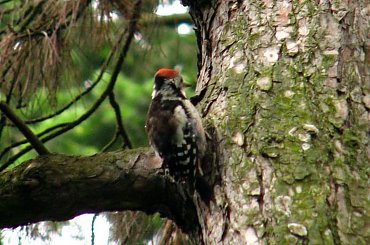 spotkany w parku #dzięcioł #ptak #park