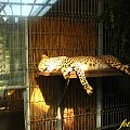 gepard przez szybę