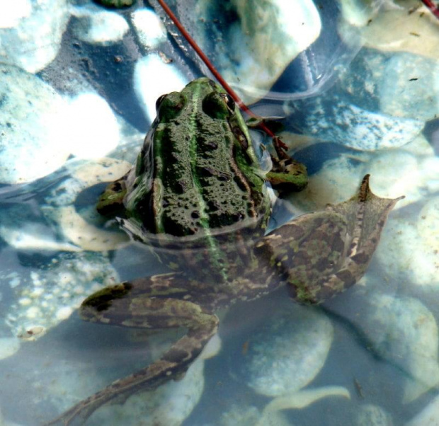 moja prywatna żabka...razem sie kąpiemy w stawku ... :)))) #żaba