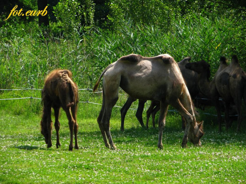 garbate #zoo #opole #wielbłąd #ostronos #mrówkojad