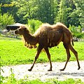 nowa fryzurka? #zoo #opole #wielbłąd #ostronos #mrówkojad