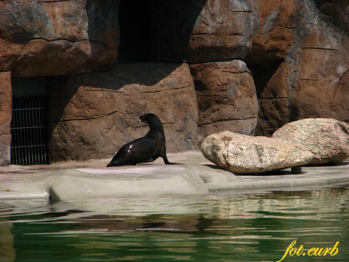 parę uchatek (pora karmienia) #zoo #opole #uchatki