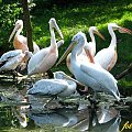 stato pelikanów #zoo #opole #ptaki