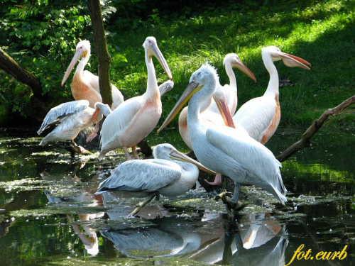 stato pelikanów #zoo #opole #ptaki