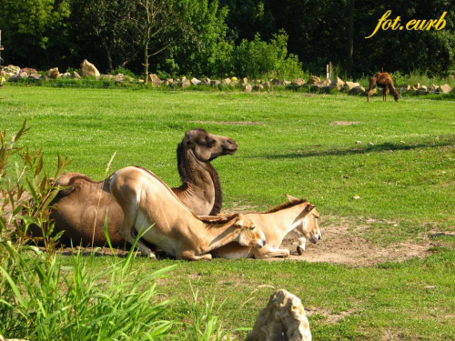 przyszły i mu się w piaseczku uwaliły :D #zoo #opole #wielbłąd #ostronos #mrówkojad