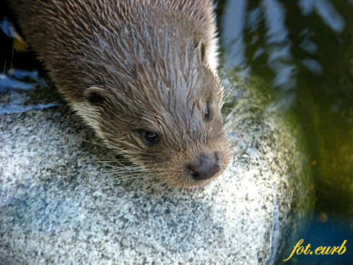 na początek wyderek :D #zoo #opole #wydra