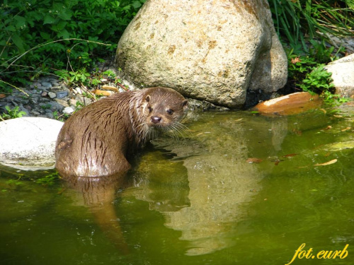 na początek wyderek :D #zoo #opole #wydra