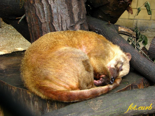 ostronos, nie chciał pozować wolał spać :D #zoo #opole #wielbłąd #ostronos #mrówkojad