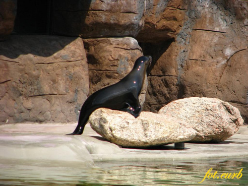 parę uchatek (pora karmienia) #zoo #opole #uchatki