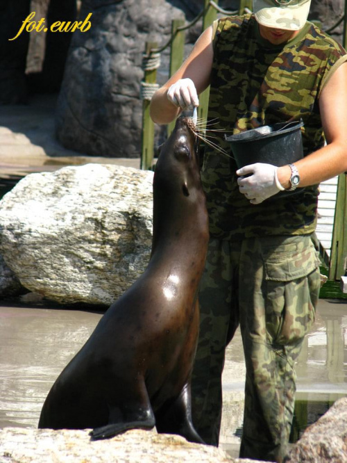 parę uchatek (pora karmienia) #zoo #opole #uchatki