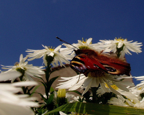z perspektywy motyla.. #motyl #kwiaty #marcinki #niebo #perspektywa