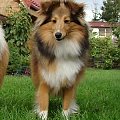 Coco Chanel Diabelskie Rozdroże 8 mieś.Owczarek szetlandzki,sheltie.