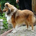 Coco Chanel Diabelskie Rozdroże 8 mieś.Owczarek szetlandzki,sheltie.