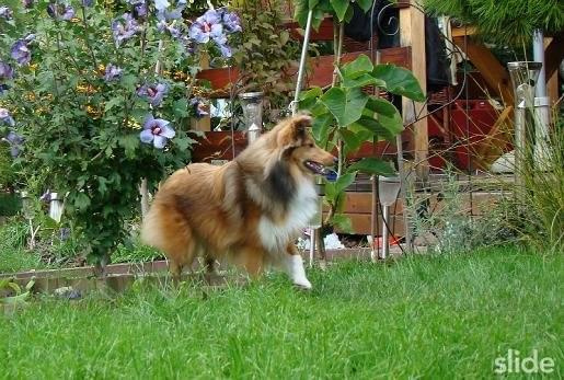 Coco Chanel 8 mieś.Owczarek szetlandzki,sheltie.