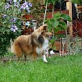 Coco Chanel 8 mieś.Owczarek szetlandzki,sheltie.