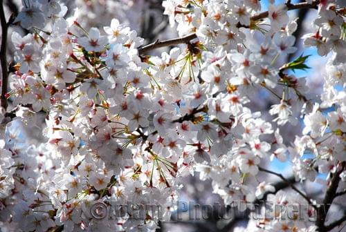 Sakura, czyli "Kwitnąca Wiśnia", która rośnie tylko na wiosne i trzyma się ok 2 tygodni. #Japonia #Tokio #Tokyo #przyroda #KwitnącaWiśnia #drzewo #sakura