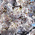 Sakura, czyli "Kwitnąca Wiśnia", która rośnie tylko na wiosne i trzyma się ok 2 tygodni. #Japonia #Tokio #Tokyo #przyroda #KwitnącaWiśnia #drzewo #sakura