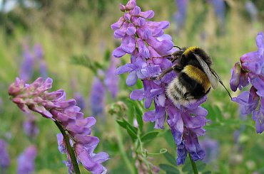 #wyka #łąka #trzmiel