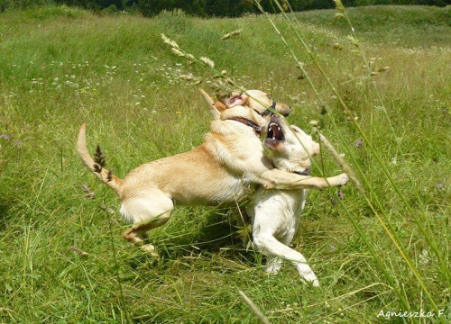 walki psów :)