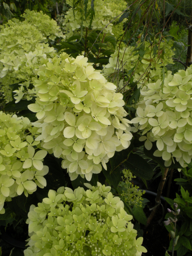 Hydrangea paniculata 'Phantom'