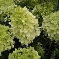 Hydrangea paniculata 'Phantom'