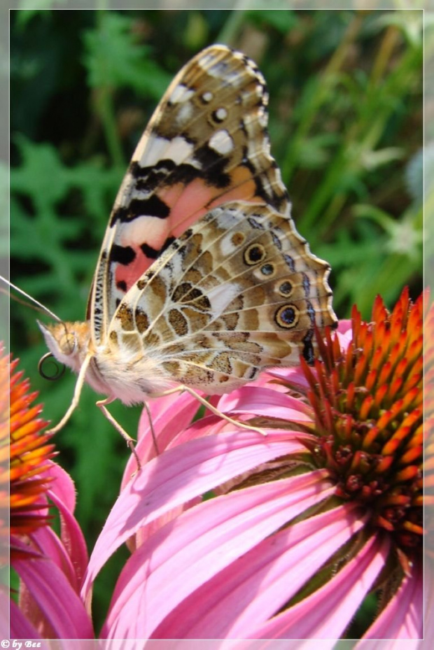#motyle #owady #ogród #lato