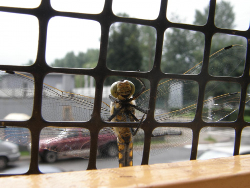 Przysiadł na chwilę na moim balkonie :))))) #natura #przyroda #ważka #owad
