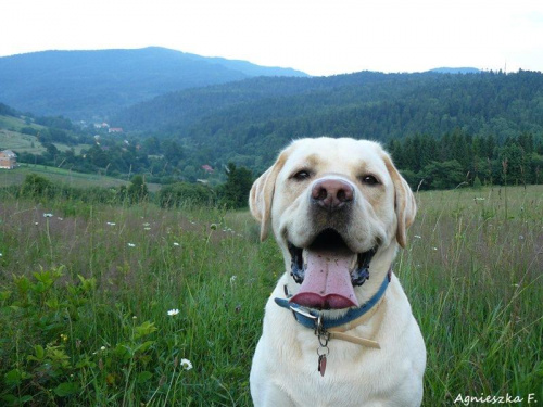 uśmiech psa szczęśliwego