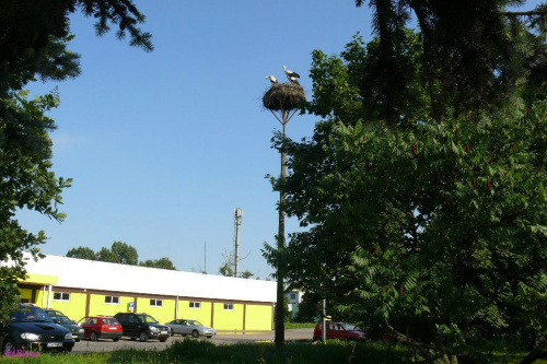 Pisz - Bocianie gniazdo przy Biedronce #Pisz #bociany