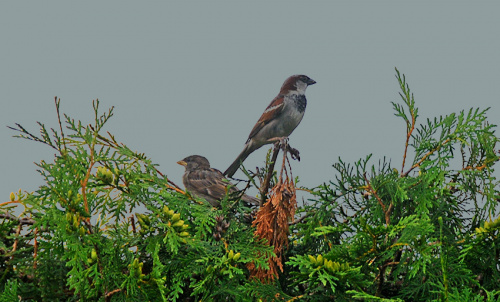 ptaki w moim ogrodzie.. #szpaki #jesien2010