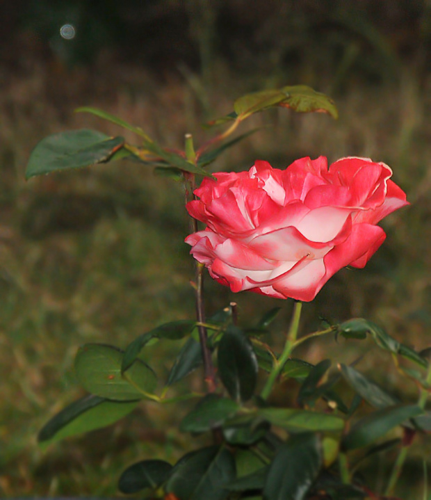 ostatnia roza .. #rose #kwiaty #ogrody