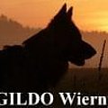 Baner #Parys #GildoWiernyDruh #OwczarekNiemiecki