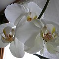 orchidea zwana...Beata #orchidea #kwiat #przyroda #natura