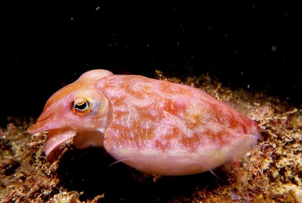 Cuttlefish